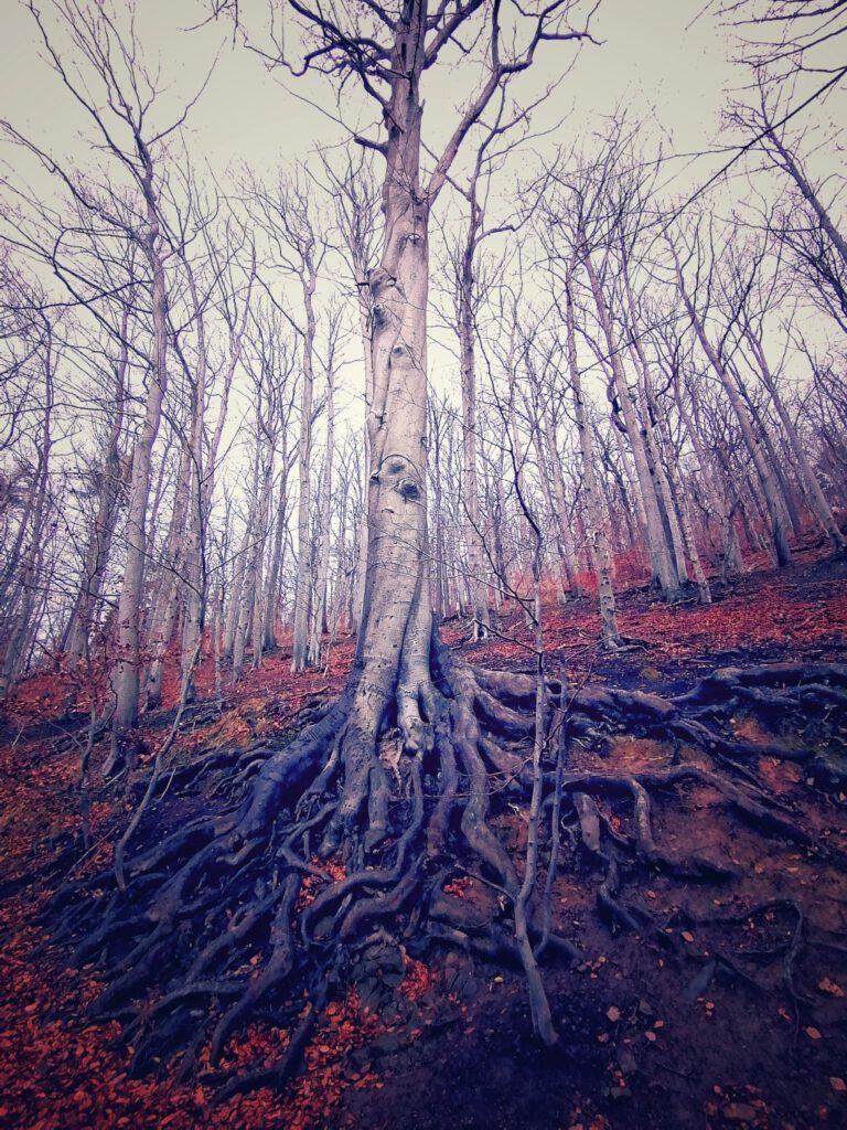 Tree with big roots