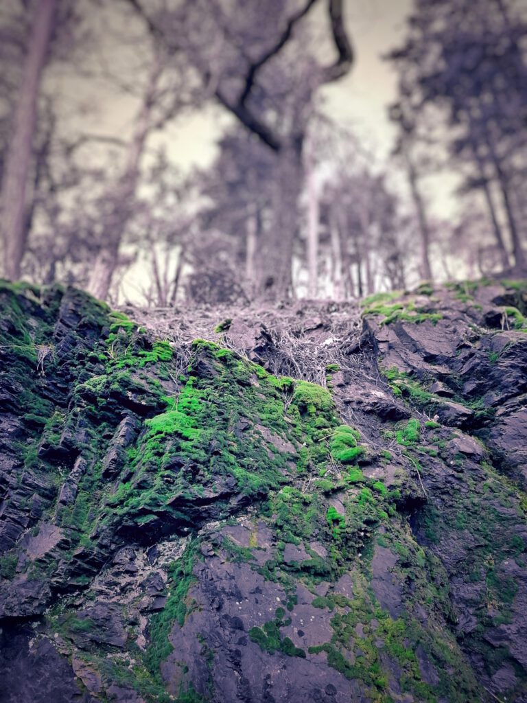 Rock and trees